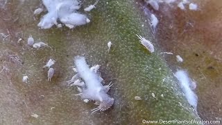 Mealybug infestation on my Cactus Plant [upl. by Noeled]