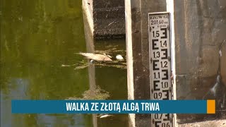 RAPORT TRWA WALKA ZE ZŁOTĄ ALGĄ ● 168 UTONIĘĆ ● DOBRY START 190824 [upl. by Laryssa]