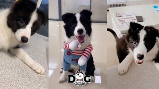 Border Collie Puppies Funny Videos Compilation 2021 [upl. by Schroeder]