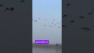 gadwall duckgoodshotviralvideo subcribemychannal viralclips youtubeshorts duckibhaiduckhunt [upl. by Trisha]