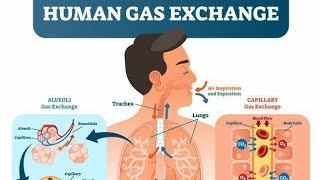 Diskusi Seputar Sistem Respirasi atau Sistem Pernapasan sains science [upl. by Pooley113]