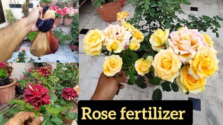 Best rose fertilizer rose organic fertilizer rose food rose care organic khaad गुलबा की देखभाल [upl. by Macegan427]