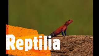 Répteis Classe Reptilia [upl. by Faxun]