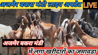 03092022 ajmer bakra mandi live update Goat market cove with price  ajmer bakra mandi 2022 [upl. by Hammer204]