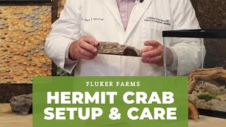 Hermit Crab Care and Setup Tutorial Guide [upl. by Airamana]