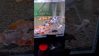 Koi fish 6 month old [upl. by Vescuso]