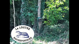 Loutre Rochefortaise Oct 2024 [upl. by Anad]