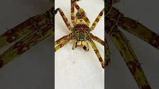 Insane Huntsman Spider [upl. by Assiralc]