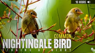 White Noise Relaxing Common Nightingale Bird Singing at Night 🔊 Nightingale Bird Call ❤️ [upl. by Bodnar]