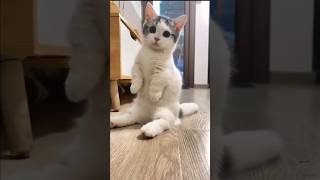 The Way Munchkin Cats Sit Is Too Cute 😺 [upl. by Nawuj]