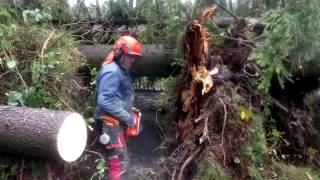 Very Dangerous tree felling Chainsaw Husqvarna 560 XP  Storm Herwart Europe [upl. by Nivac]