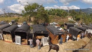 Cabalgata Armenia Quindio 2013 [upl. by Anayrb]