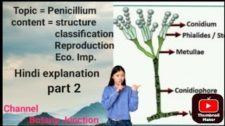 topic  Penicillium for Bsc botany unit  Mycology part 2 [upl. by Terra]