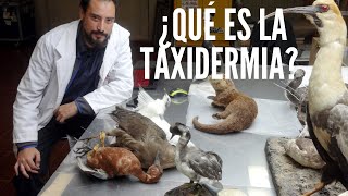 ¿Qué es la Taxidermia [upl. by Clifford]