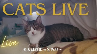 猫ライブ live 20241116 土 daytime🌞 [upl. by Aicenev12]