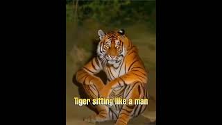 పుష్ప పులి తగ్గేదెలే Funny tiger sitting like a human tiger funny viralvideo viralshorts [upl. by Cassi]