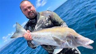 Wettie TV  SPEARFISHING New Zealand KINGFISH  BOARFISH [upl. by Eltsyrc968]