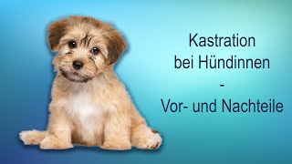 Kastration der Hündin  Vor und Nachteile [upl. by Seiuqram]