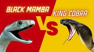 Black Mamba vs King Cobra Battle of the Titans [upl. by Sieber]