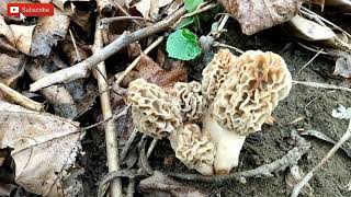 We Found 53 Yellow Morel Mushrooms Under Giant Sycamore Trees [upl. by Titania]