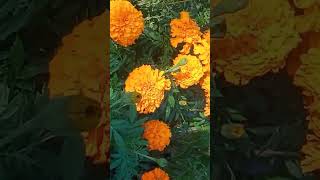 Marigolds music song hindisong [upl. by Ssej67]