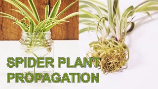 How To Propagate Spider Plants Multiple Methods With Results [upl. by Annal]