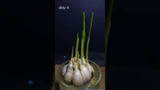 Time lapse growing garlic in water for 8 daystimelapse garlic roots water nature vegetables [upl. by Hadihahs543]