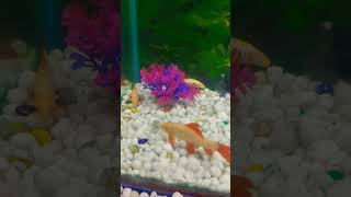 RedTail shark nature shorts short shortvideo youtubeshorts fish aquarium shortsvideo pets [upl. by Garwin]