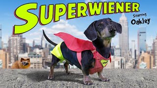 SUPERWIENER  The Funny Wiener Dog Superhero [upl. by Normak]