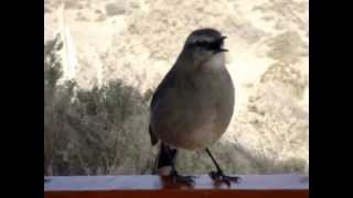 CALANDRIA PATAGONICA CANTANDO EN UN MIRADOR DE PENÍNSULA VALDES OCTUBRE 2012 [upl. by Dorthy]