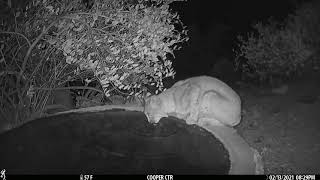 Nighttime Bobcat 2 13 2021 [upl. by Ellicec]