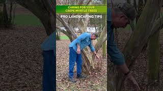 PRO TIP  Caring for your Crepe Myrtle Trees 🌳 [upl. by Ertha436]