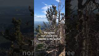 The longestlived trees in the WORLD Bristlecone Pine [upl. by Nebe]