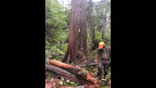 Cedar felling Tree full of water [upl. by Sergio]