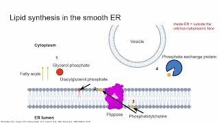 The cell membrane Synthesis of membrane lipids [upl. by Yllitnahc]