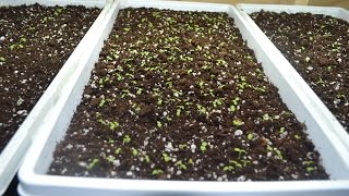 How to Quickly Grow Basil Indoors [upl. by Allerie]