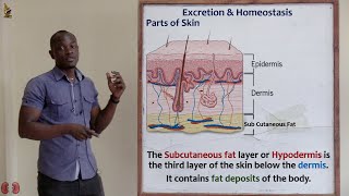 26 Sebaceous Gland and Subcutaneous Fat Layer Biology Form 2 [upl. by Aderf]