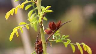 How to Plant Glycyrrhiza Glabra Sweet Root For Beginners [upl. by Asiulana]