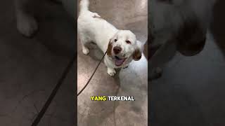 Clumber Spaniel dogs rasanjing animals [upl. by Godfry701]