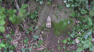 Tiny Door at the base of a Tree  Pixies and Elves in the woods [upl. by Amalea]