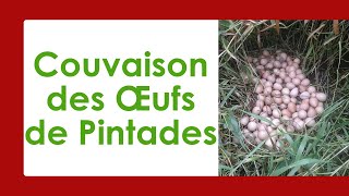 Comment Améliorer la Couvaison Naturelle des Œufs de Pintades [upl. by Carilyn]