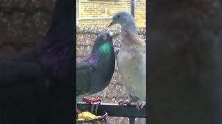 Poor Baby Wood Pigeon Attacked by Angry Pigeon 😲  Balcony Bird Table [upl. by Ahsekat637]