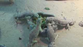 Feeding of Uromastyx thomasi adults babies [upl. by Nolahp]