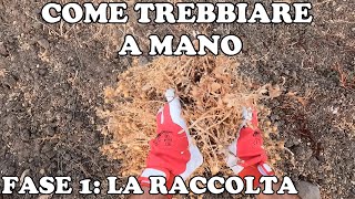 Come Trebbiare a Mano La Raccolta  Parte 1 [upl. by Siloam]