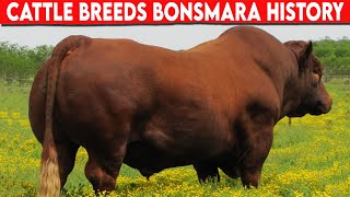 ⭕ Bonsmara Cattle Are a Breed Of Cattle That Originated In South AfricaCattle Breeds ✅ [upl. by Gaulin33]