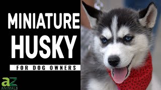 The Miniature Husky Dog Breed Guide With Photos Pros amp Cons Size and More [upl. by Grath]