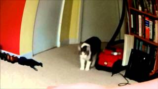 Tuto Comment effrayer un chat [upl. by Burleigh]