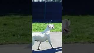 Top 5 Mistakes Dogo Argentino Owners Make [upl. by Gnek151]