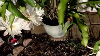 Night Blooming Cereus November 2024 [upl. by Amsab]