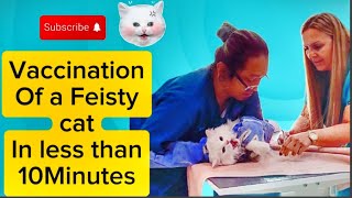 Vaccination of a Feisty Cat in less than 10 Minutes [upl. by Anneirb]